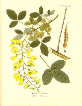 Image of Common Laburnum