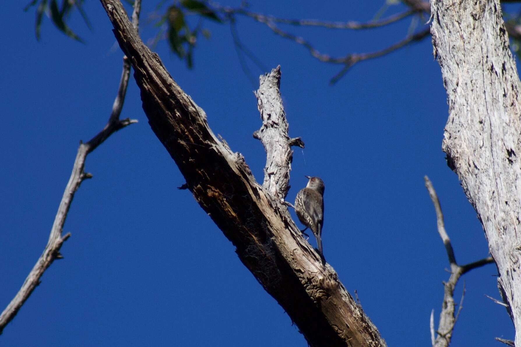 Image of Red-browed Treecreeper