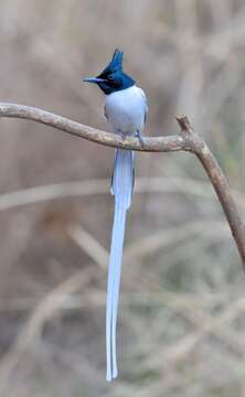 Image of Asian Paradise-Flycatcher