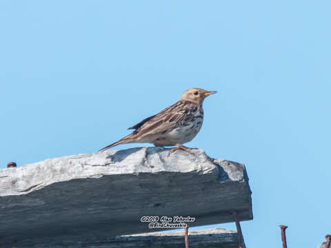 Image of Red-throated Pipit