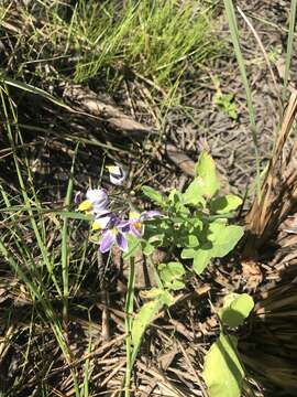 Imagem de Solanum commersonii Dun. ex Poir.