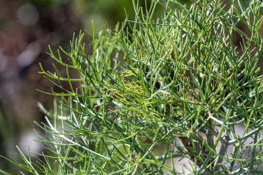 Image of Notobubon capense (Thunb.) Magee