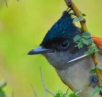 Image of Asian Paradise-Flycatcher