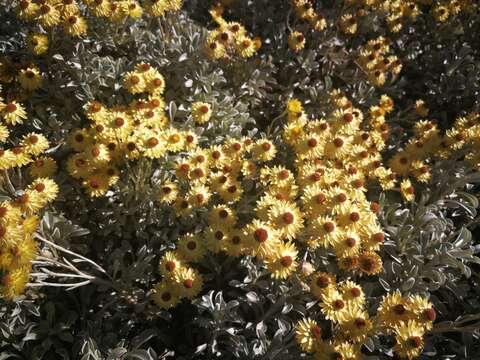 Image of Helichrysum argyrophyllum DC