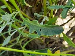 Image of Matthiola daghestanica (Conti) N. Busch