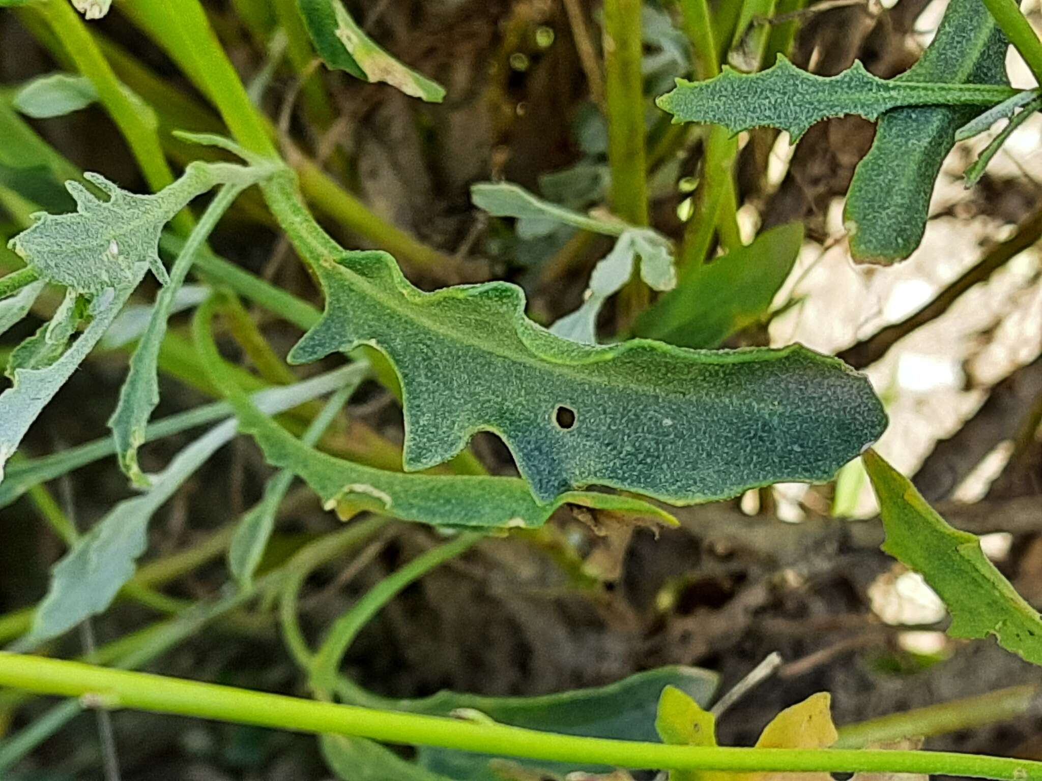 Image of Matthiola daghestanica (Conti) N. Busch