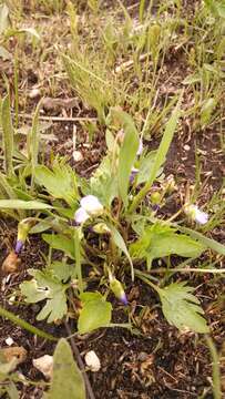 Image of prairie violet