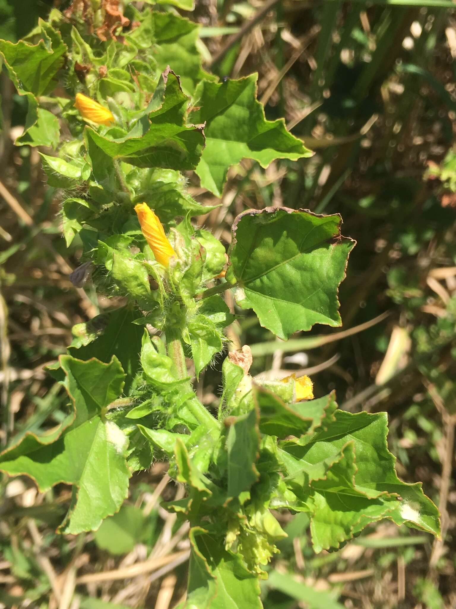 Image of wild okra