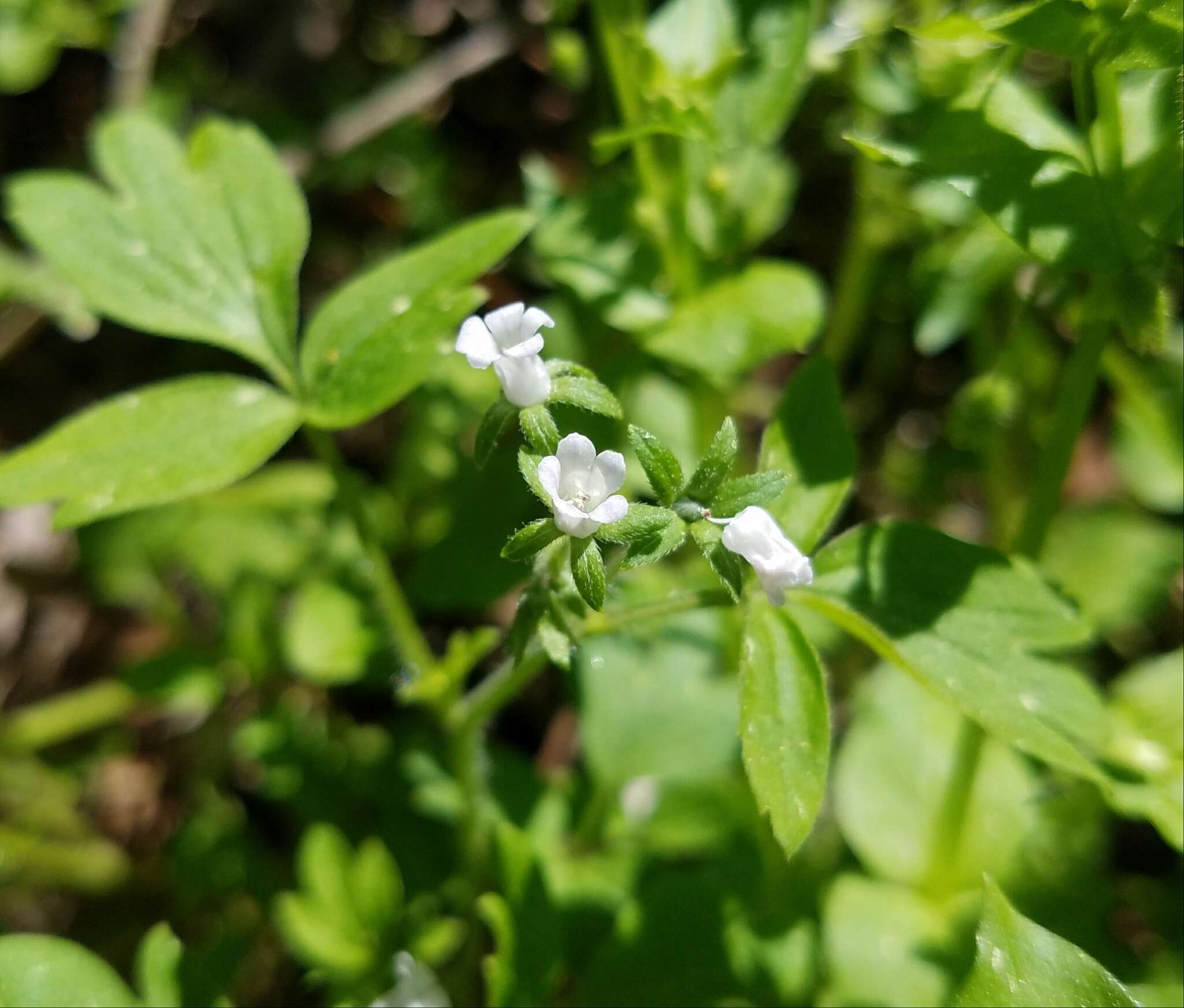 Image de Phacelia ranunculacea (Nutt.) Constance