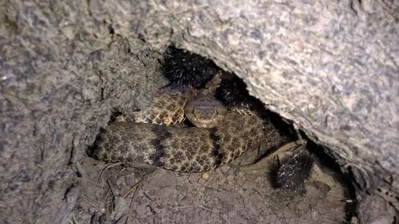 Crotalus lepidus (Kennicott 1861) resmi