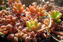 Sedum rubrotinctum R. T. Clausen resmi