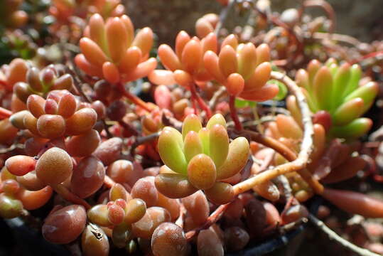 Image of Sedum rubrotinctum R. T. Clausen