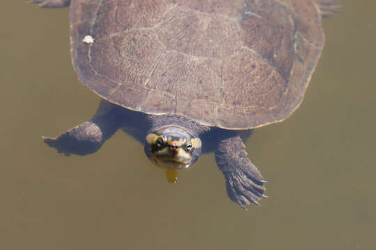 Image of Jardine River Turtle