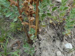 Image of Orobanche alba subsp. alba