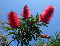 صورة Callistemon comboynensis Cheel