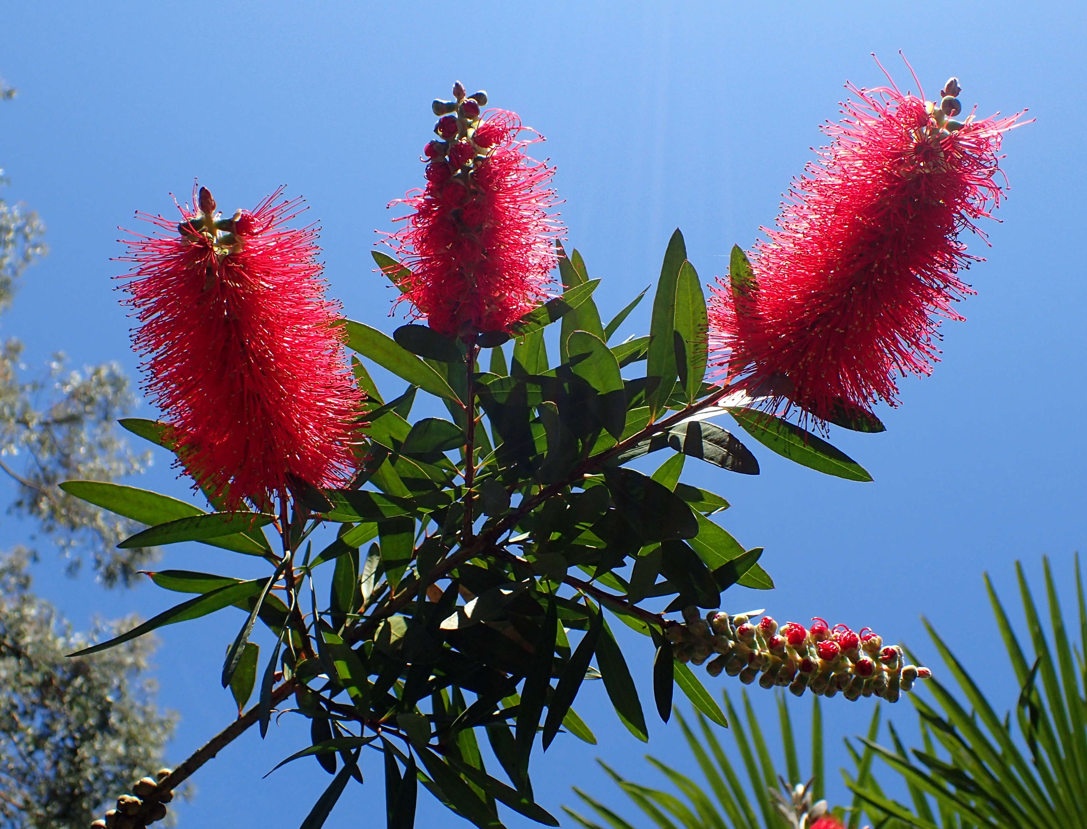 Sivun Callistemon comboynensis Cheel kuva