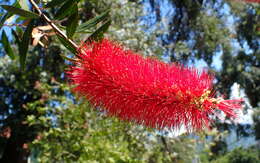 Image of cliff bottlebrush