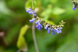 Image of Salvia connivens Epling