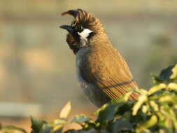 Image of Himalayan Bulbul