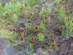 Plancia ëd Protea scolymocephala (L.) Reich.