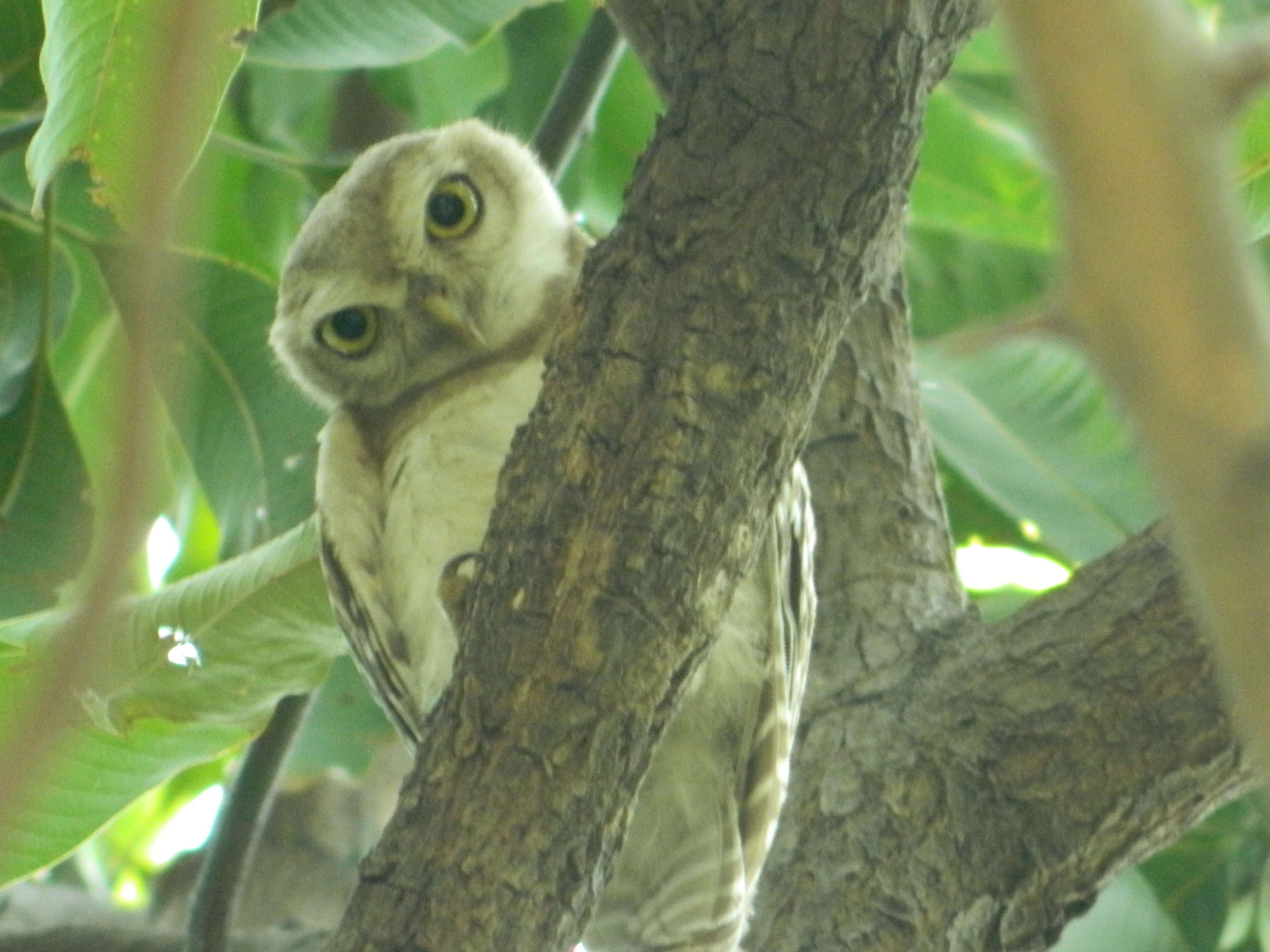 Image of Spotted Owlet