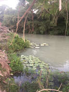 Image de Nymphaea ampla (Salisb.) DC.