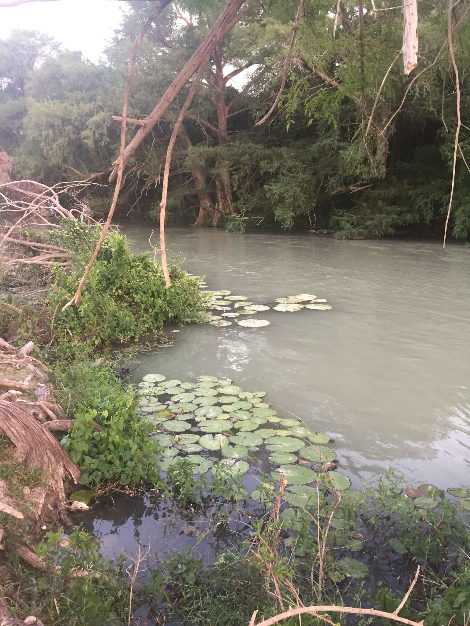 Image de Nymphaea ampla (Salisb.) DC.