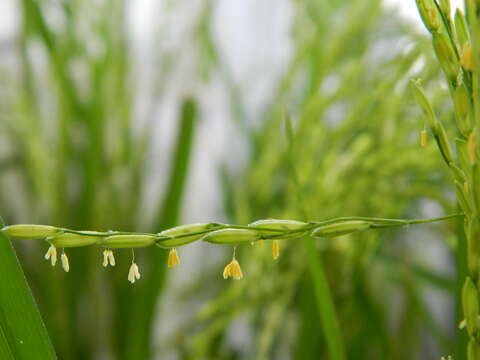 Image of rice