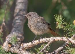 Plancia ëd Phoenicurus ochruros phoenicuroides (Moore & F 1854)