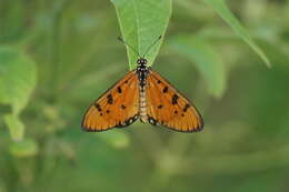 Image of Acraea terpsicore