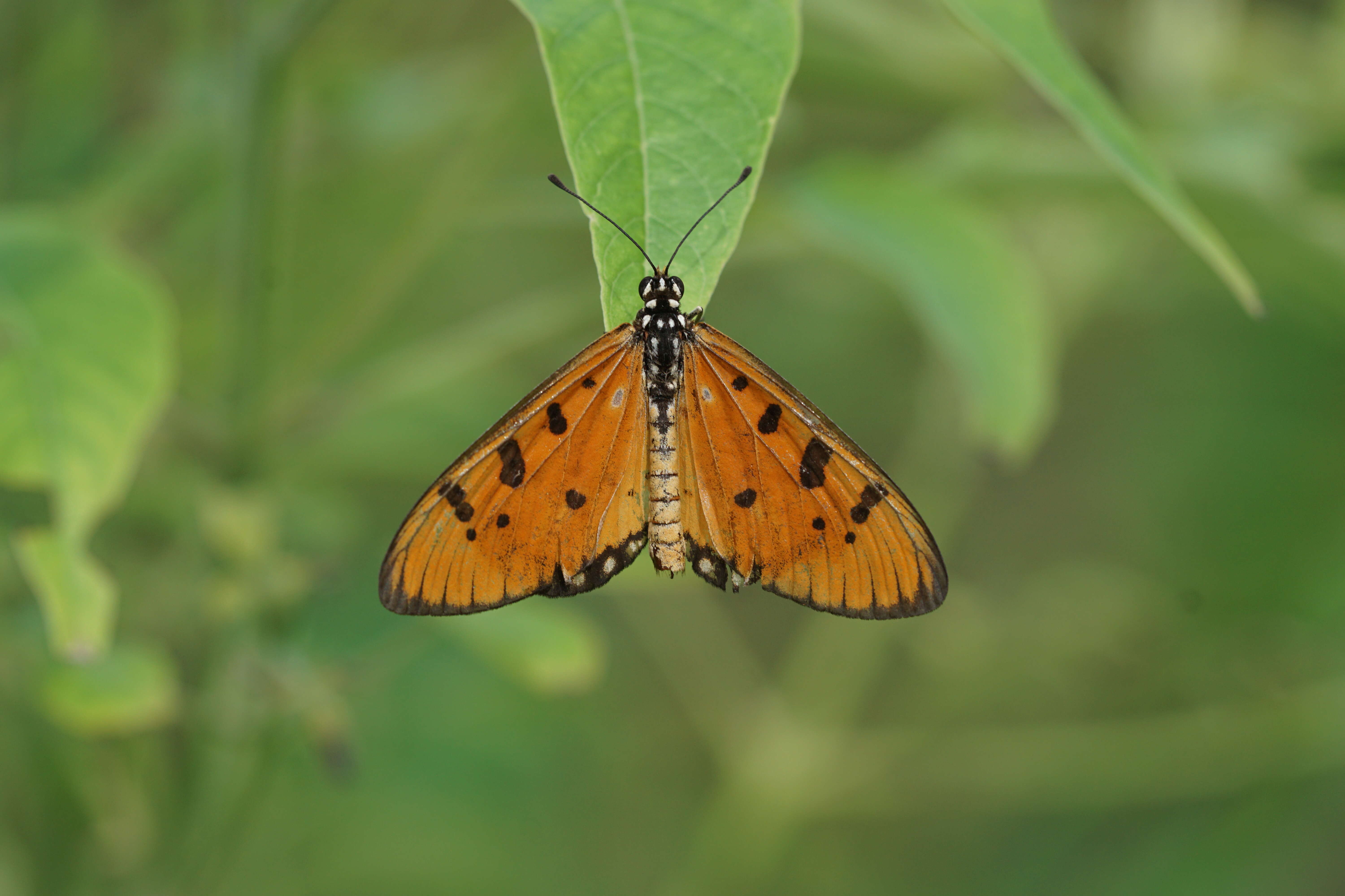 Image of Acraea terpsicore