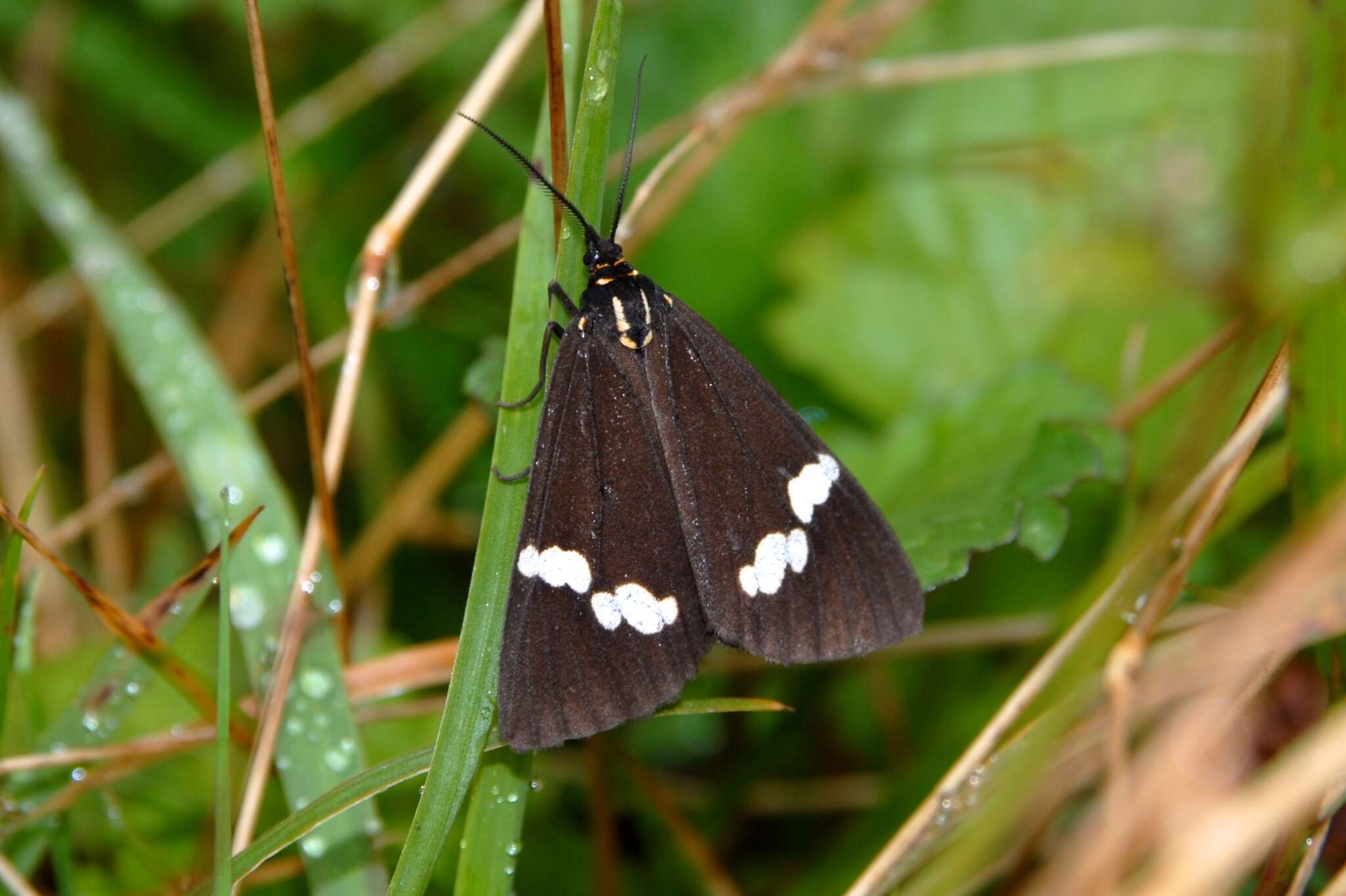 Image of <i>Nyctemera annulata</i>