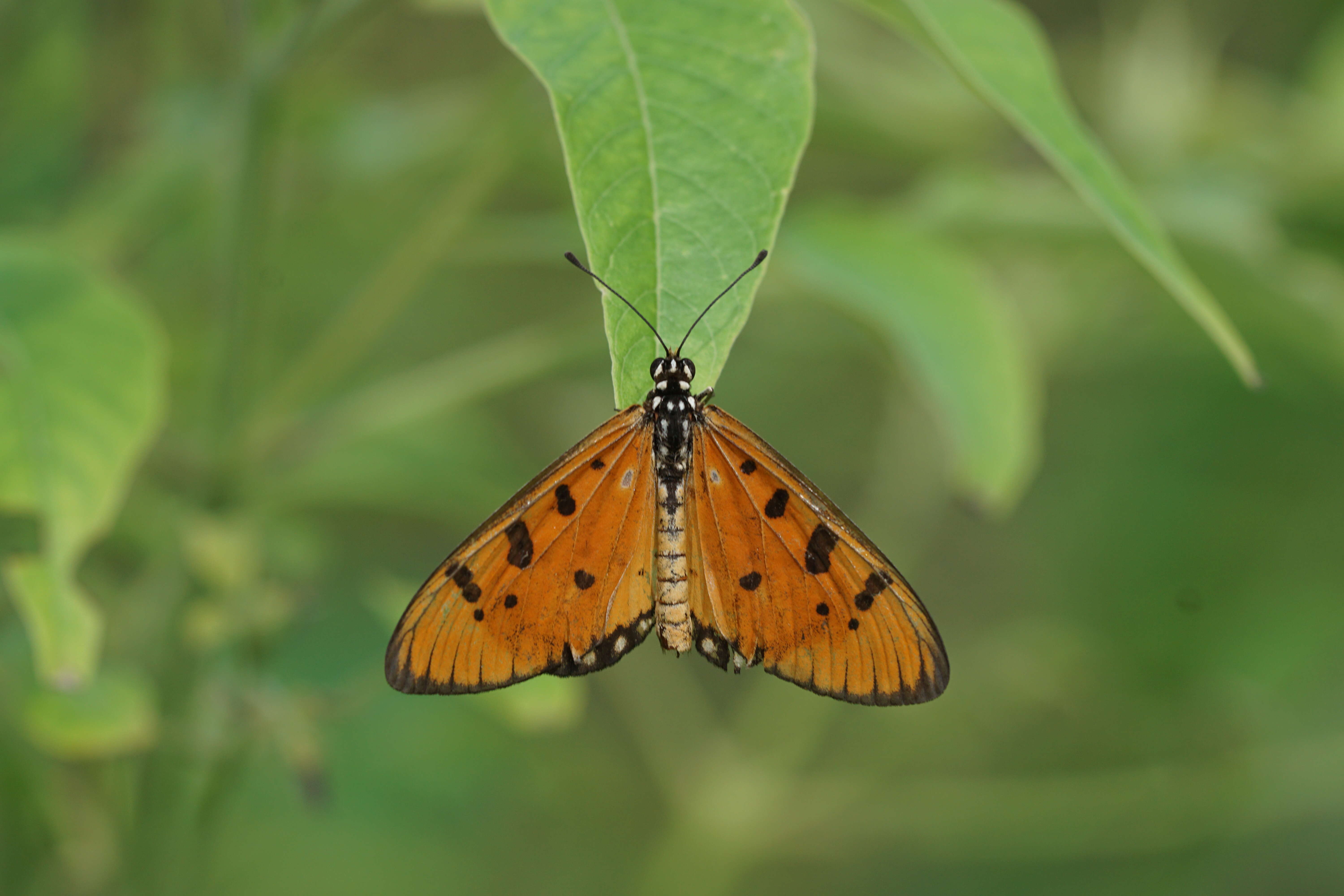 Image of Acraea terpsicore