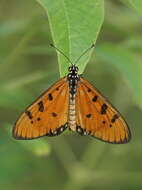 Image of Acraea terpsicore