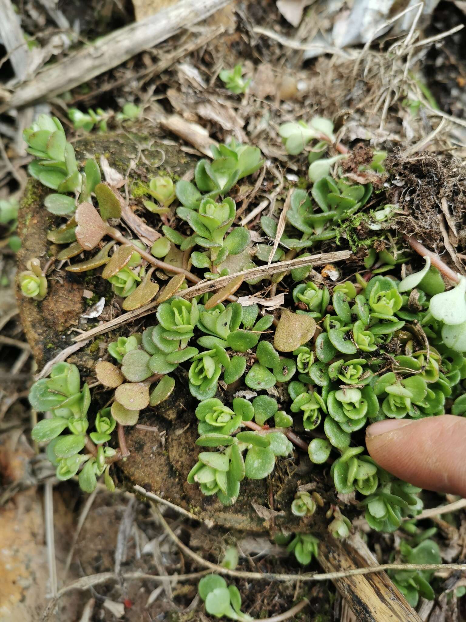 Sivun Sedum emarginatum Migo kuva