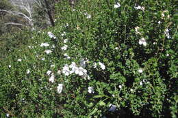 Imagem de Prostanthera cuneata Benth.