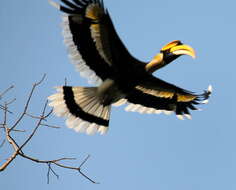 Image of Great Indian Hornbill