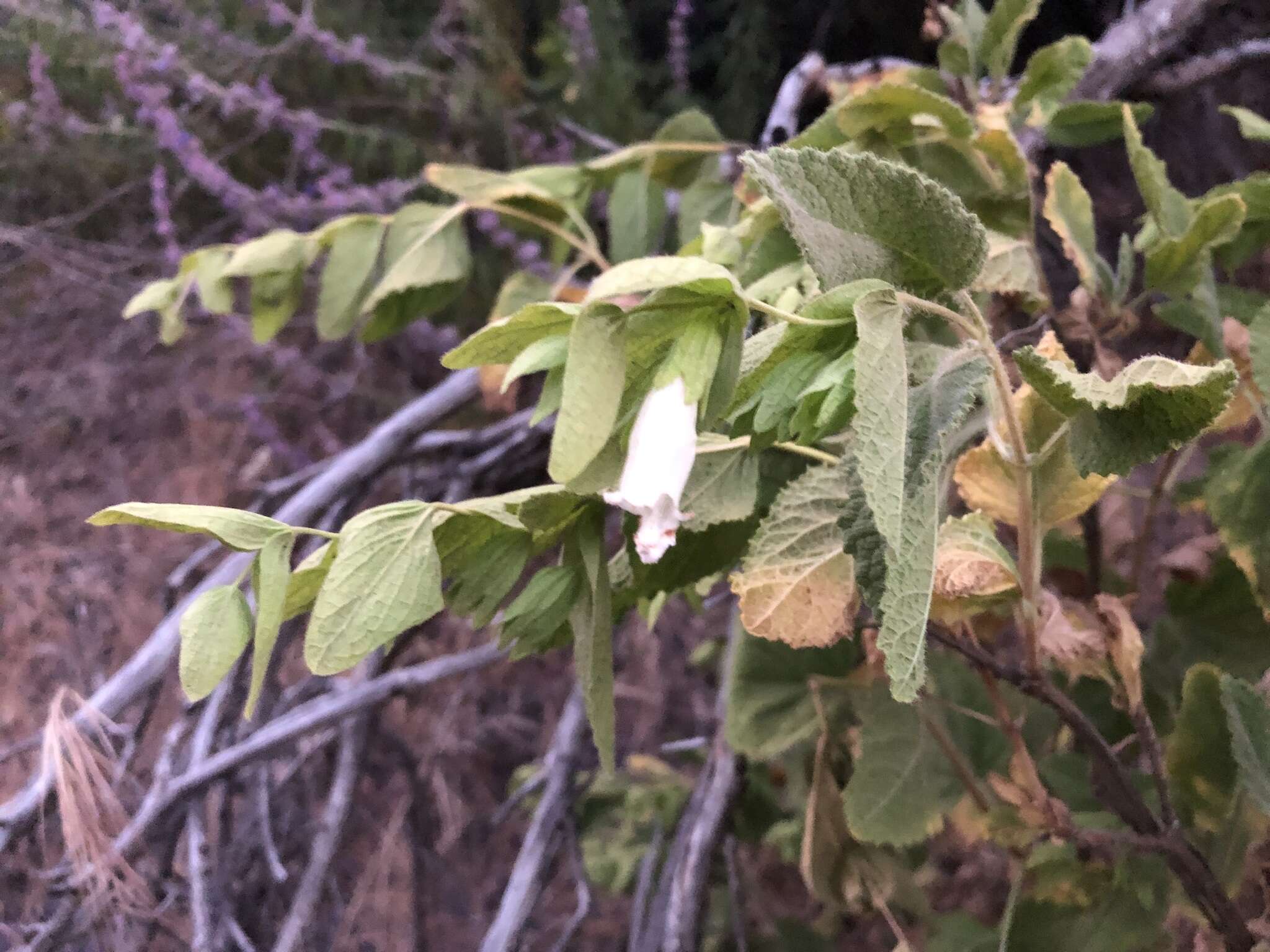Image of Ross' pitcher sage