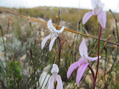 Image of Disa bifida (Thunb.) Sw.