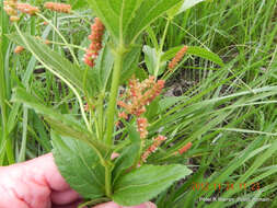 Image de Acalypha peduncularis Meisn. ex C. Krauss