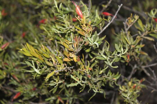 Image of Eremophila glabra subsp. glabra