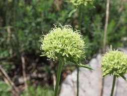 Imagem de Saponaria bellidifolia Sm.