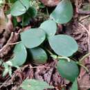 Image of Peperomia peltilimba C. DC. ex Trel.