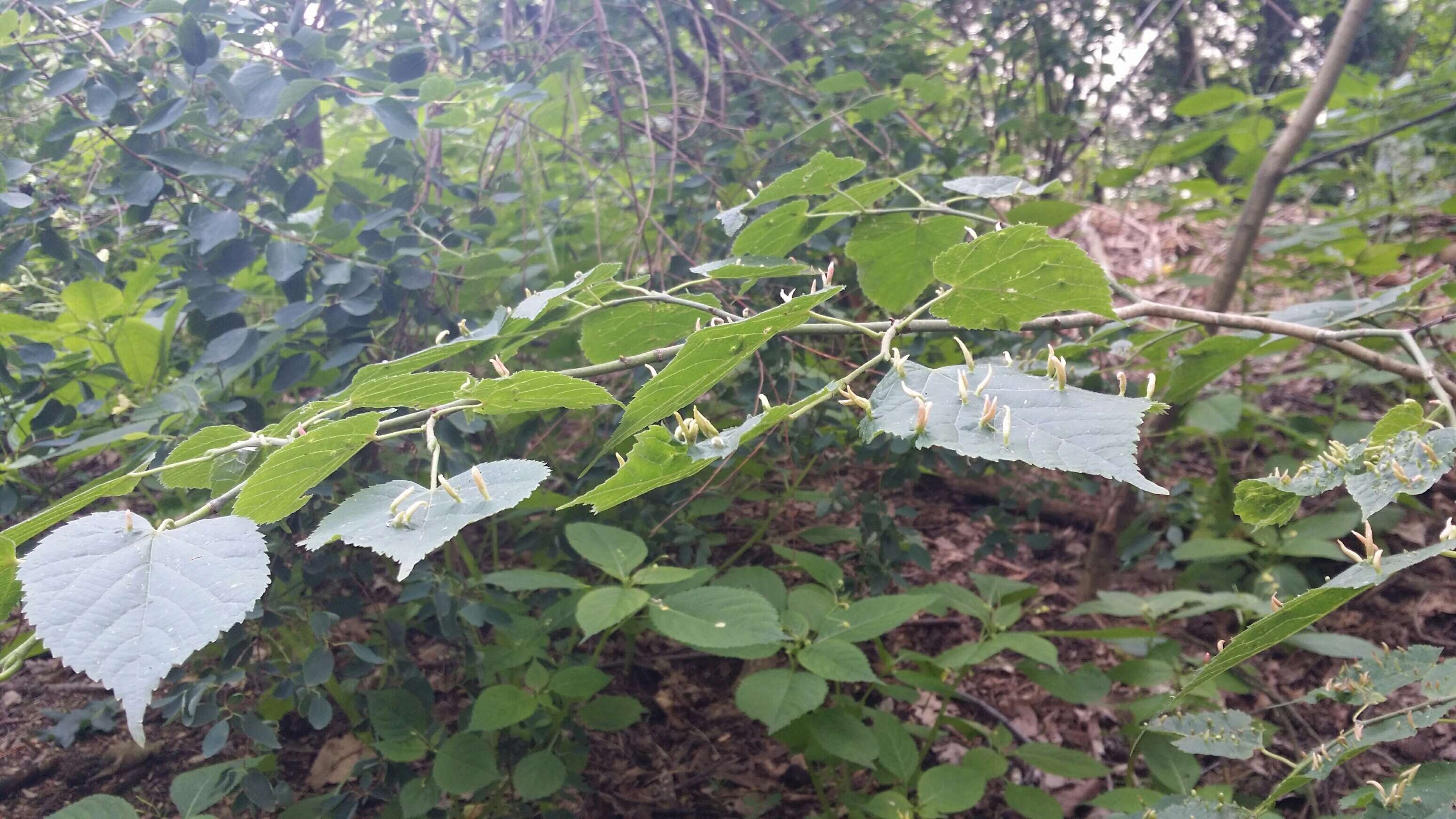 Image of Eriophyes tiliae