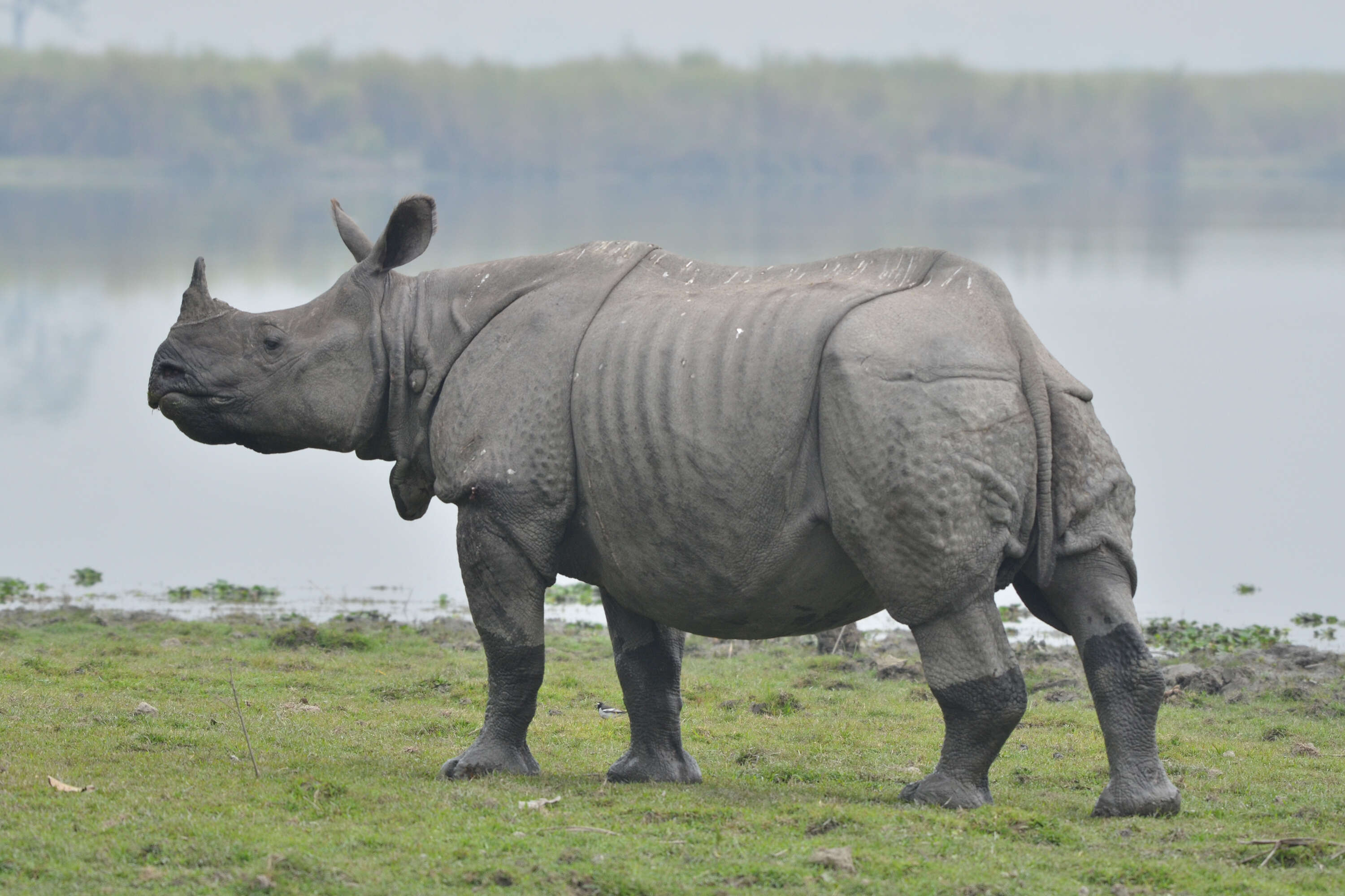 Image of Indian Rhinoceros