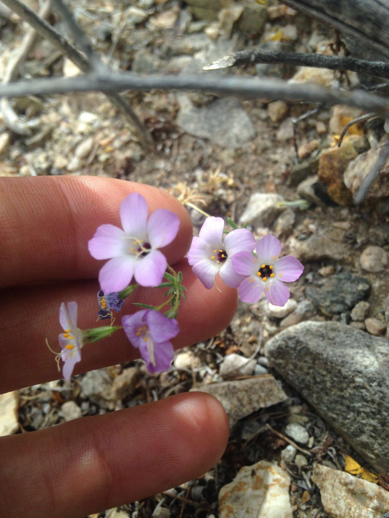 Image of golden linanthus