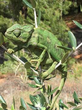 Image de Chamaeleo chamaeleon chamaeleon (Linnaeus 1758)