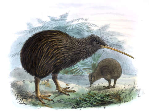 Image of kiwis