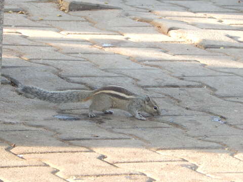 Image of Indian palm squirrel