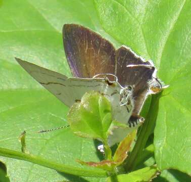 Image of Hypolycaena lochmophila Tite 1967